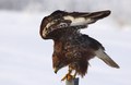 škanjac- Buteo…