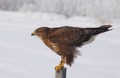 škanjac- Buteo…