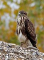 škanjac -Buteo…