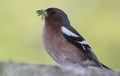zebe-Fringilla…