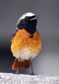 Phoenicurus p.…