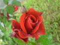 posebna