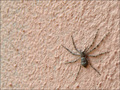 spider