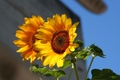 suncokret