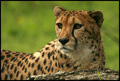 Gepard