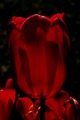 red tulip