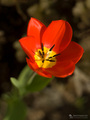 Tulipan