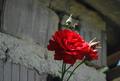 Red Rose