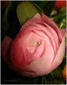 rozi cvijet