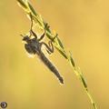 robber fly