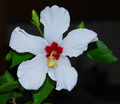 Hibiskus