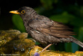 Kos (Turdus me…