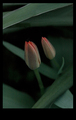 tulipani