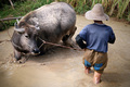 Water Buffalo