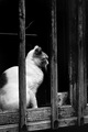 Wuzhen Cat