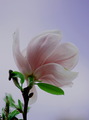 Magnolija....n…