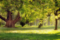 Park