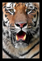 Tigar 2