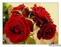 These roses ar…