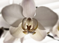 babicina orhid…