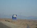 Camel crossing