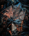 Texture jeseni