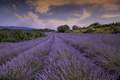 lavanda visins…