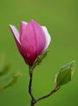 Magnolija