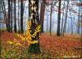 Jesen u šumi