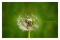 Taraxacum