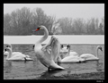 swans and snow