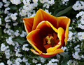 tulipan