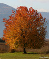 Drvo jesen