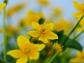Žuti cvijet 