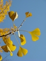 Ginko