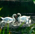 Swans in love