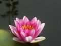 Nymphaea