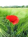 Papaver rhoeas