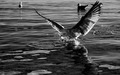 Feeding frenzy