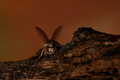 Lymantria disp…