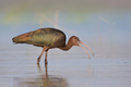blistavi ibis