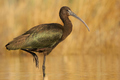 blistavi ibis …