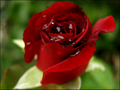 Tears In A Rose