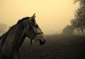 konji u magli