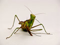 Mantodea lov..