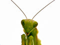 Mantodea 01