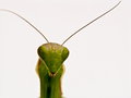 Mantodea 02