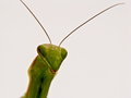 Mantodea 03