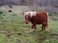 pony brgatski