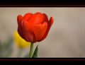 tulipan...